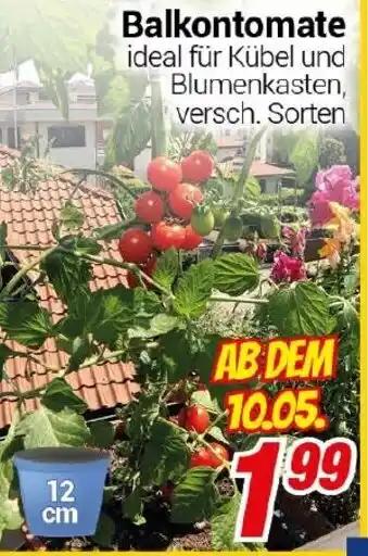 CENTERSHOP Balkontomate Angebot