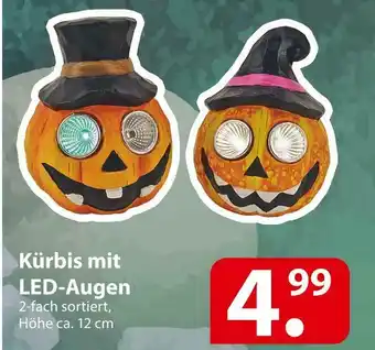 Famila Nord Ost Kürbis mit led-augen Angebot