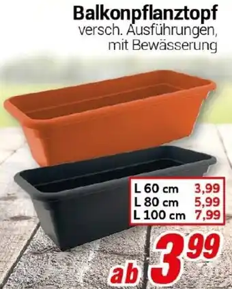 CENTERSHOP Blumentopf Angebot