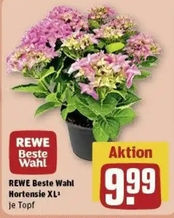 REWE REWE Beste Wahl Hortensie XL Angebot