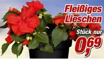 Posten Börse Fleißiges Lieschen Angebot