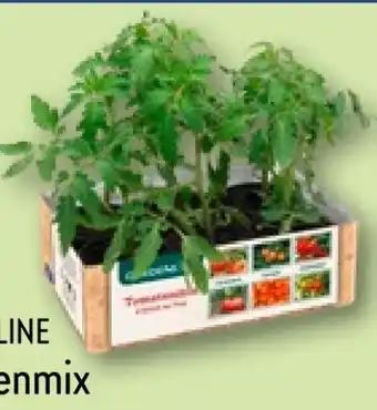 Aldi Nord Tomatenmix Angebot