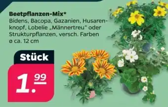 NETTO Beetpflanzen-Mix Angebot