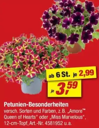 toom Baumarkt Petunien-Besonderheiten Angebot