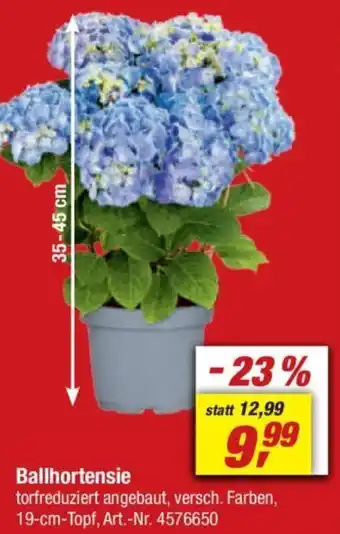 toom Baumarkt Ballhortensie Angebot