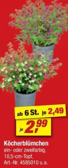 toom Baumarkt Köcherblümchen Angebot