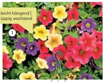 BayWa Calibrachoa-Trio Angebot