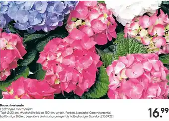 BayWa Bauernhortensie Angebot