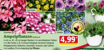 Norma Ampelpflanzen Angebot