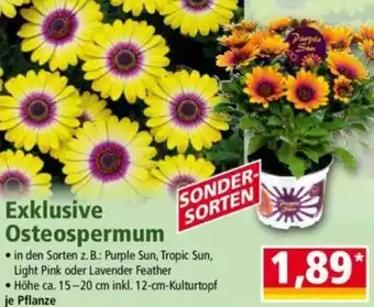 Norma Exklusive Osteospermum Angebot