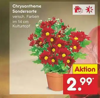 Netto Marken-Discount Chrysantheme Sondersorte Angebot