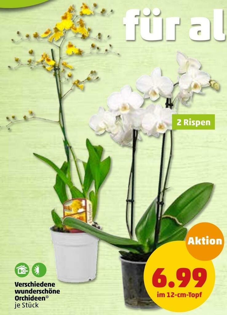 Orchideen Angebot Nachste Woche