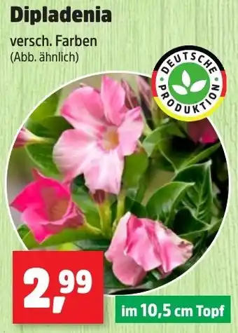 Thomas Philipps Dipladenia Angebot