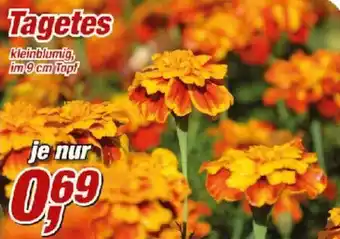 Posten Börse Tagetes Angebot