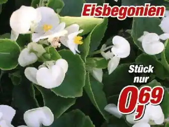 Posten Börse Eisbegonien Angebot