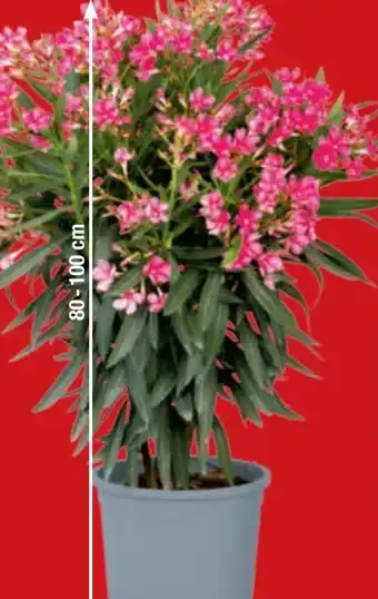 toom Baumarkt Oleander-Busch Angebot