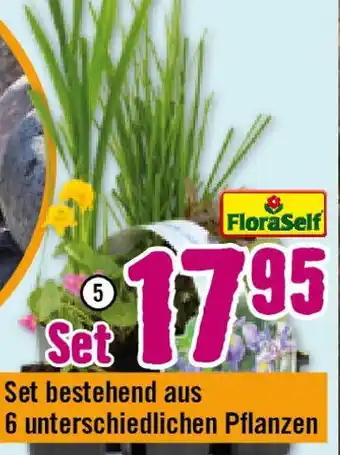 Hornbach FloraSelf Wasserpflanzen-Set Angebot