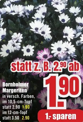 B1 Discount Baumarkt Bornholmer Margeriten Angebot