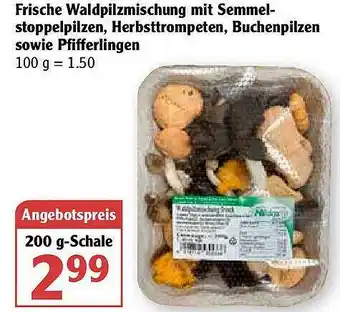 Globus Frische Waldpilzmischung Mit Semmelstoppelpilzen, Herbsttrompeten, Buchenpilzen Sowie Pfifferlingen Angebot