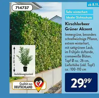 Aldi Süd Kirschlorbeer Grüner Akzent Angebot