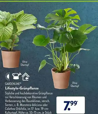 Aldi Süd Gardenline Lifestyle-grünpflanze Angebot