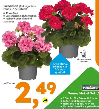 Globus Baumarkt Geranien (Pelargonium zonale / peltatum) Angebot