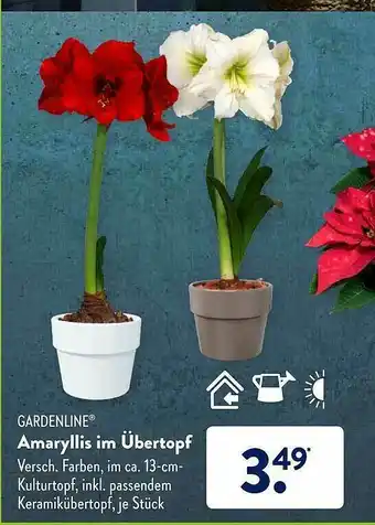 Aldi Süd Gardenline Amaryllis In übertopf Angebot