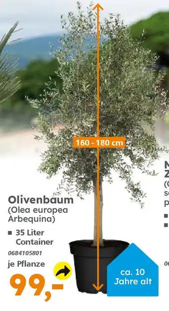 Globus Baumarkt Olivenbaum (Olea europea Arbequina) Angebot