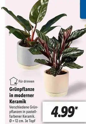 Lidl Grûnpflanze In Moderner Keramik Angebot