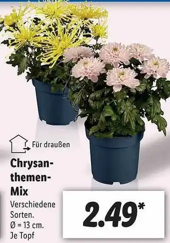 Lidl Chrysanthemen-mix Angebot