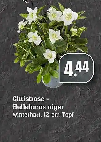 E-Center Christrose - Helleborus Niger Angebot