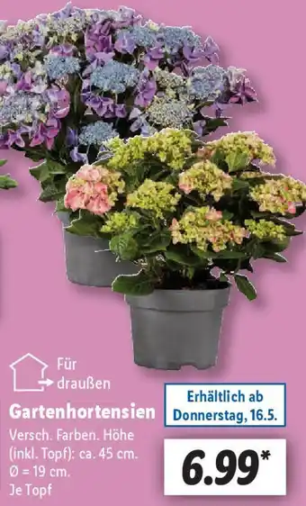 Lidl Gartenhortensien Angebot