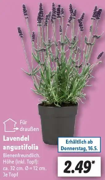 Lidl Lavendel angustifolia Angebot