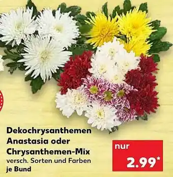 Kaufland Dekochrysanthemen Anastasia Oder Chrysanthemen-mix Angebot