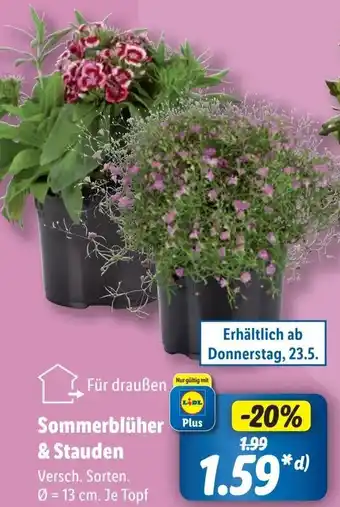 Lidl Sommerblüher & Stauden Angebot