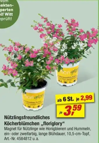 toom Baumarkt Nützlingsfreundliches Köcherblümchen,,floriglory" Angebot
