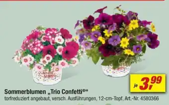 toom Baumarkt Sommerblumen,,Trio Confetti" Angebot