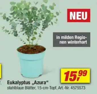 toom Baumarkt Eukalyptus „Azura" Angebot