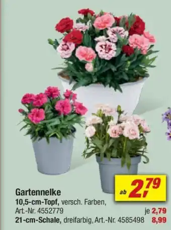 toom Baumarkt Gartennelke Angebot