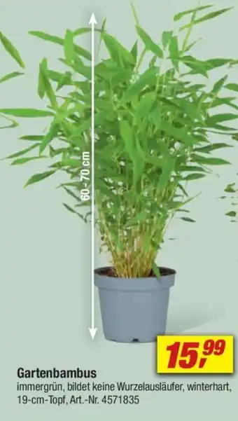 toom Baumarkt Gartenbambus Angebot