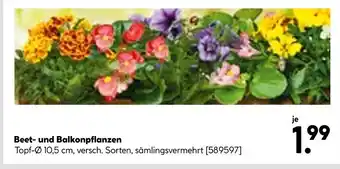 BayWa Beet- und Balkonpflanzen Angebot