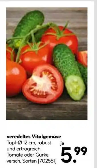 BayWa Bau & Garten veredeltes Vitalgemüse Angebot