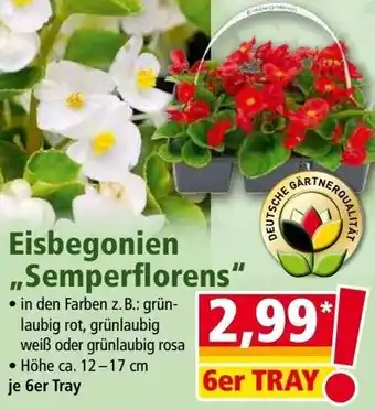 Norma Eisbegonien „Semperflorens" Angebot