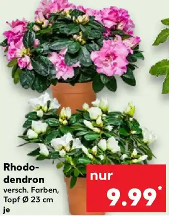 Kaufland Rhododendron Angebot