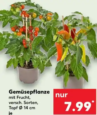 Kaufland Gemüsepflanze Angebot