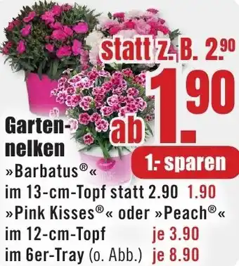 B1 Discount Baumarkt Gartennelken Angebot