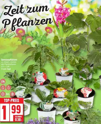 Edeka Gemüsepflanzen Angebot