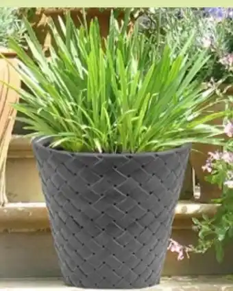 Thomas Philipps Blumentopf Matuba Angebot