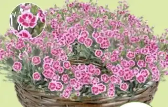 Thomas Philipps Nelke Dianthus Peman Angebot