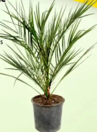 Thomas Philipps Mediterraner Palmen Angebot